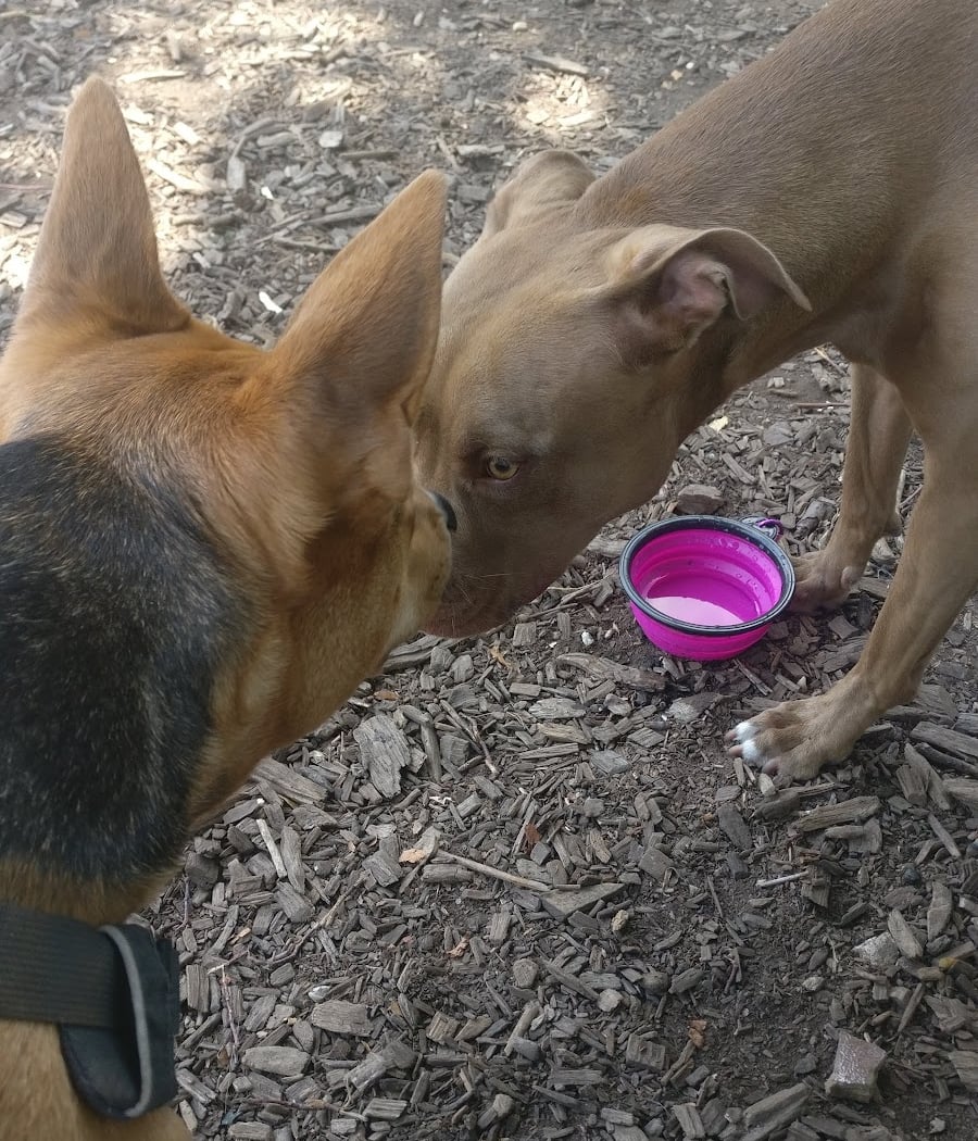 Dog Park 3