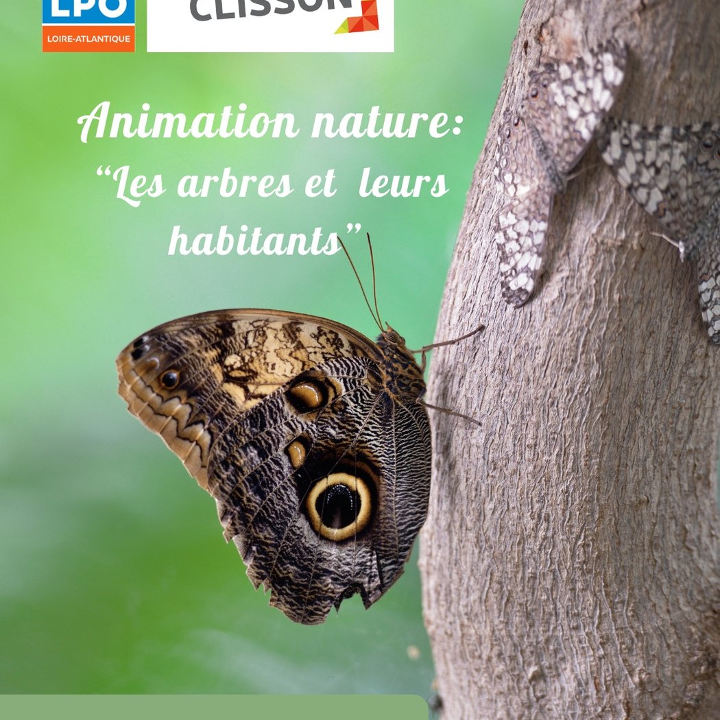 Animation nature: Les arbres et leurs habitants