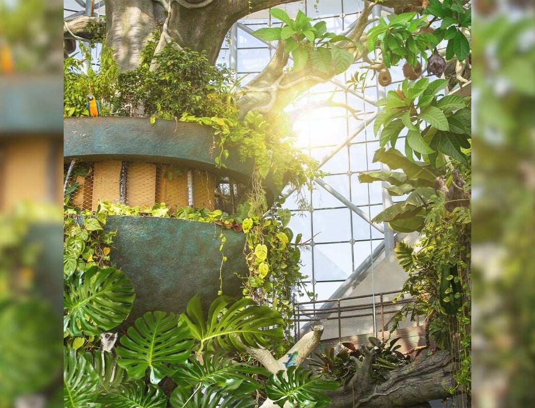 Rainforest Summer Camp 3