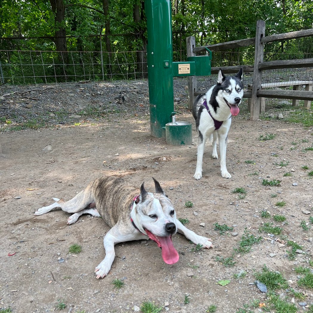 Milton Landing Dog Park 3