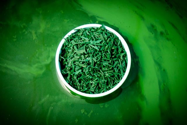 Free visit of La Cabane à Spiruline 1