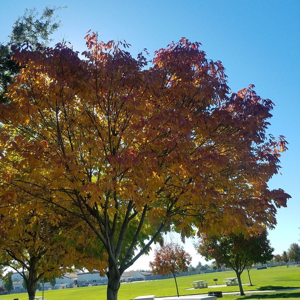 Summerwood Park 1