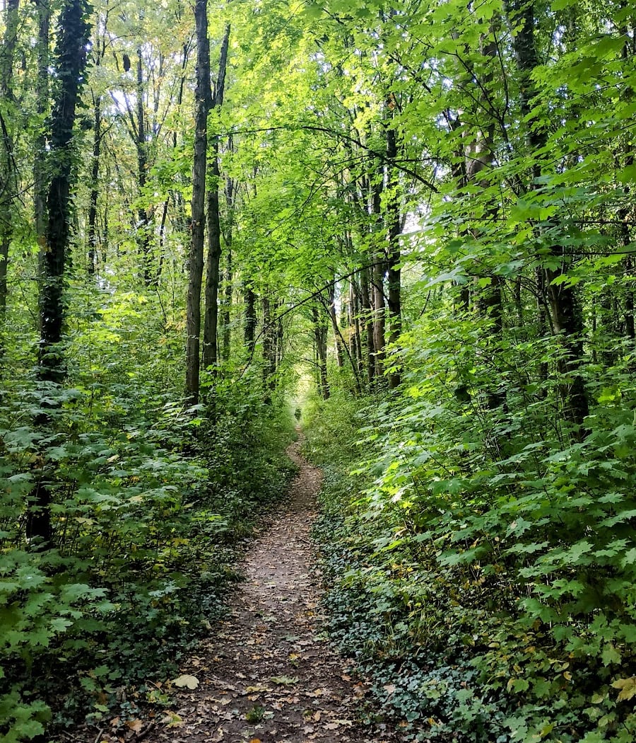 National Forest of Palaiseau 1