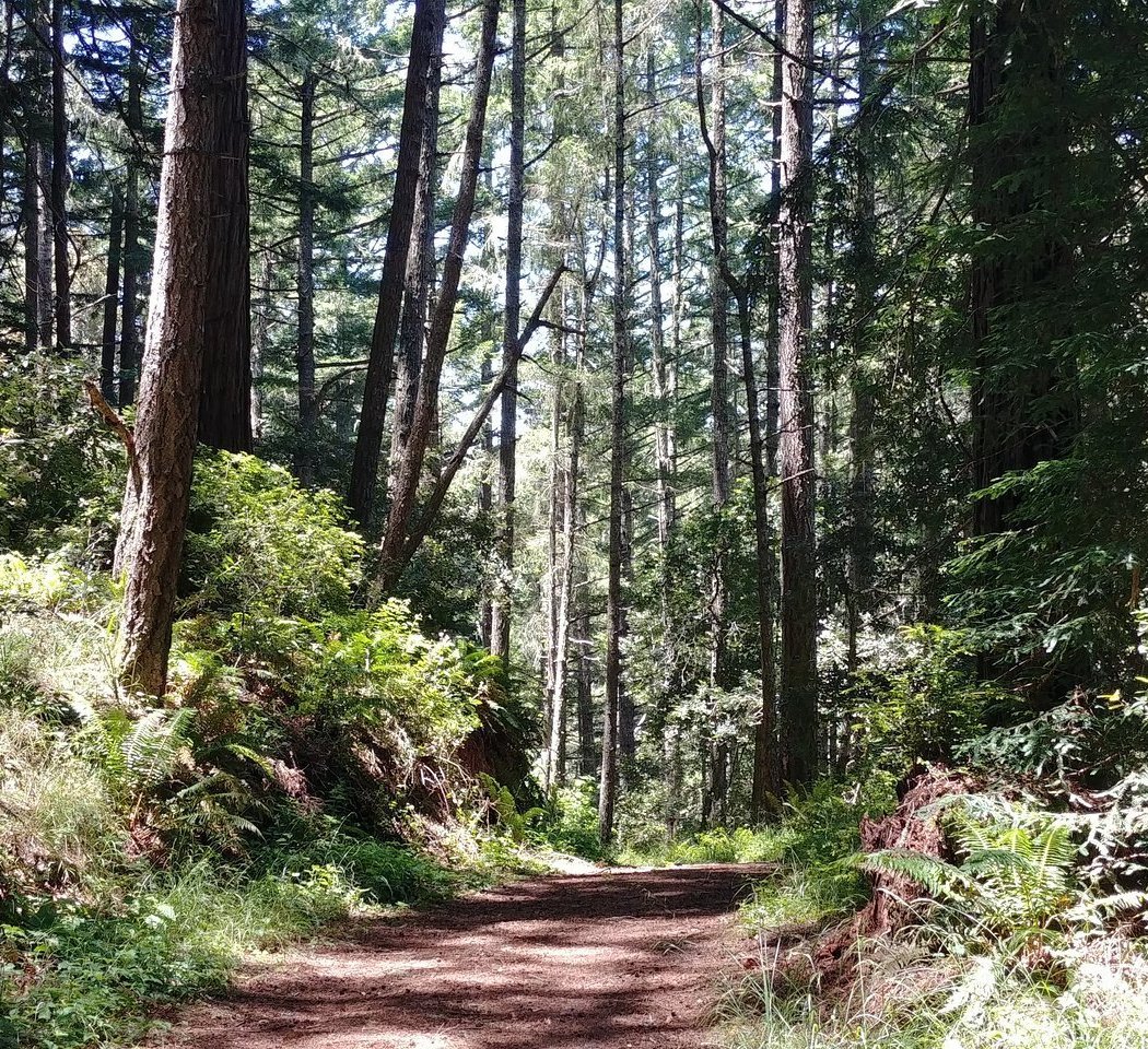 Butano State Park 2