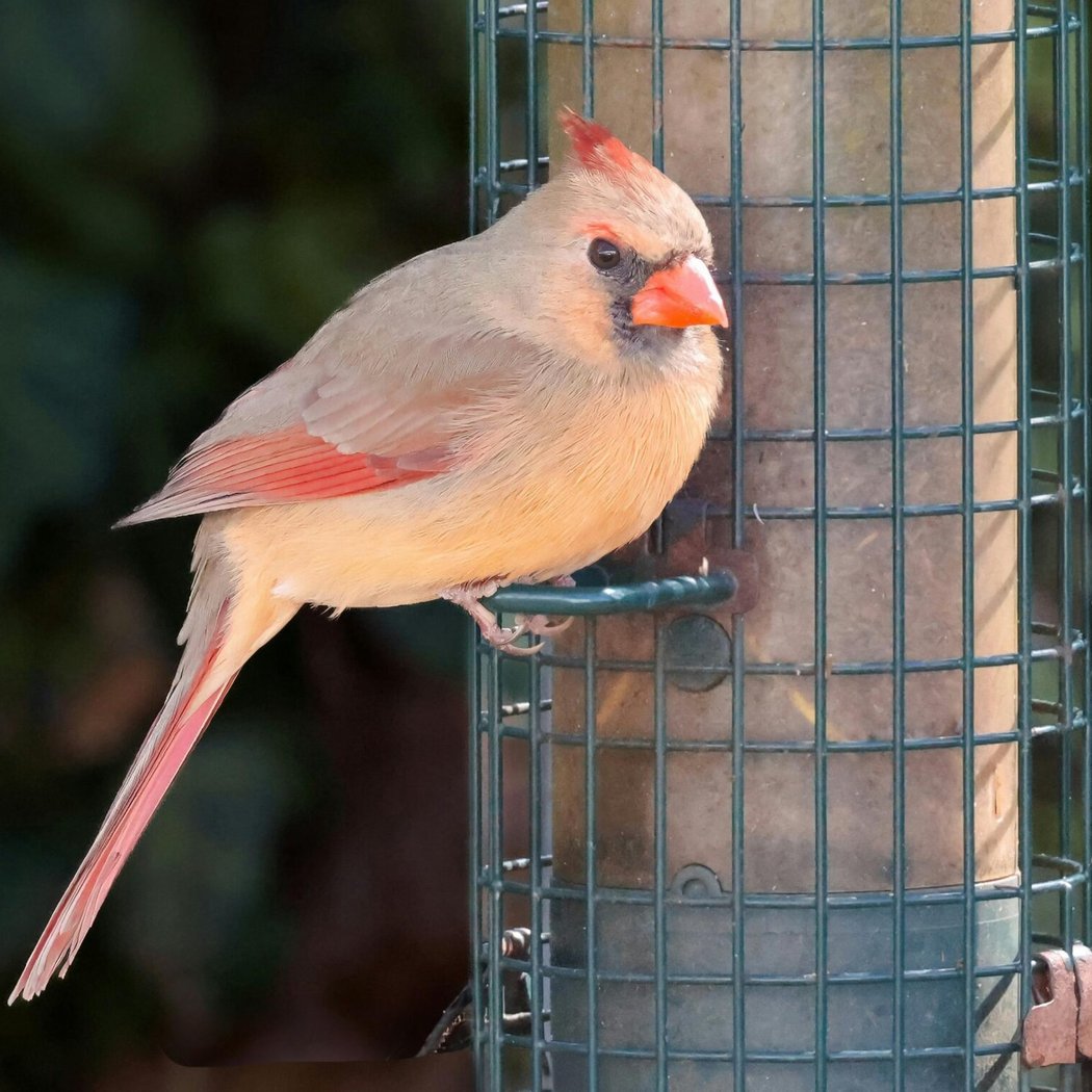 Feeding Feathered Friends 1
