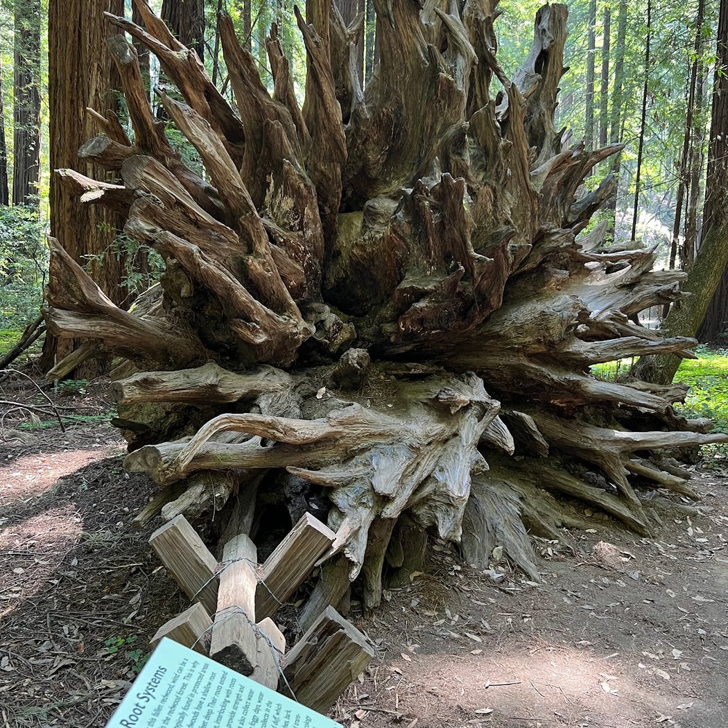 Pioneer Nature Trail 3