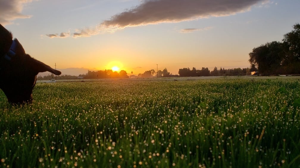 Grass Farm 2