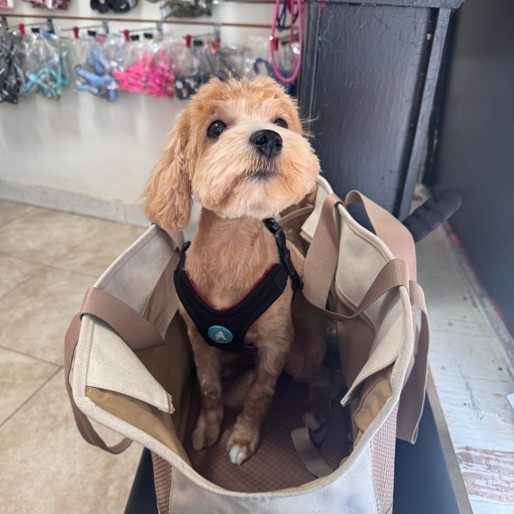 Posh Pooch 2