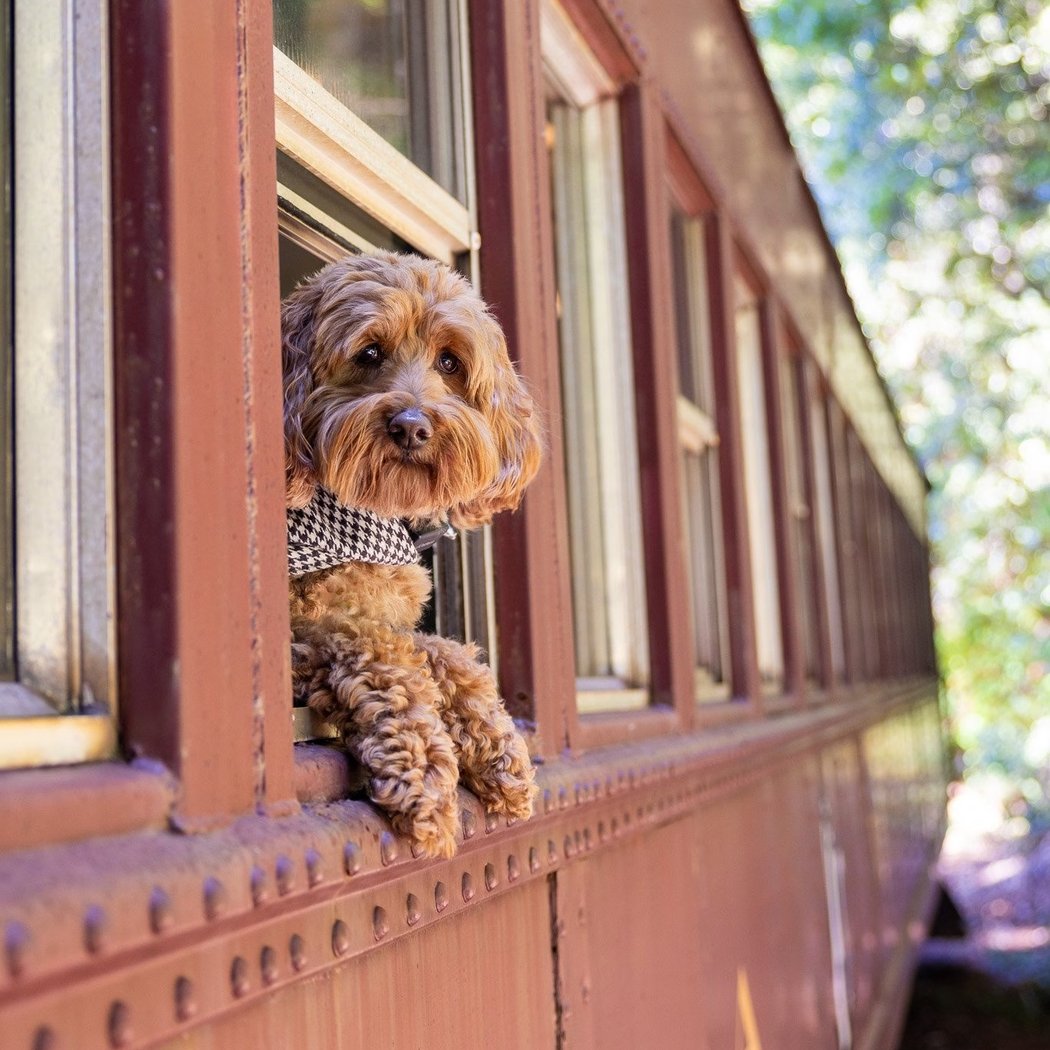 The Skunk Train 3