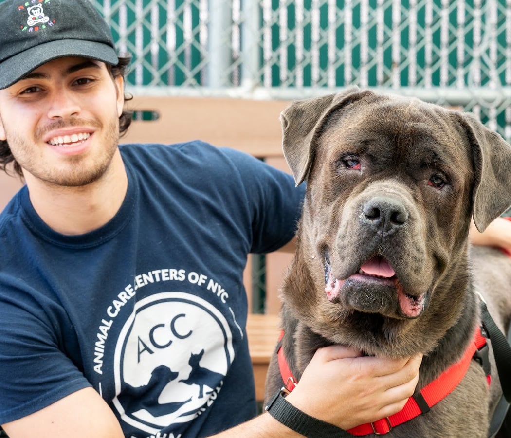 Animal Care Centers of NYC - Manhattan 1