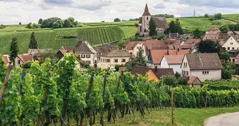 Burgundy 1