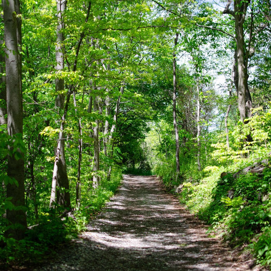 Forest Bathing: Spring Equinox 1