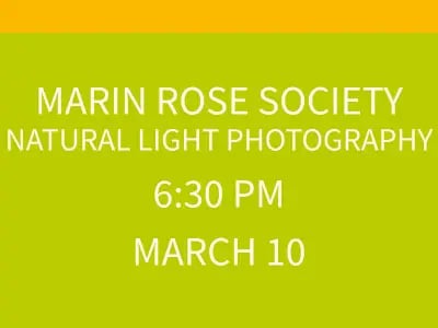 Marin Rose Society Natural Light Photography 1