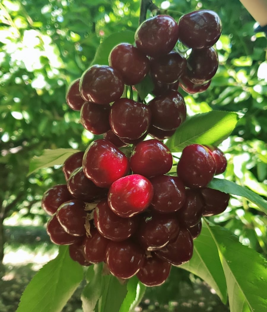 Berry Best Family Farm 2