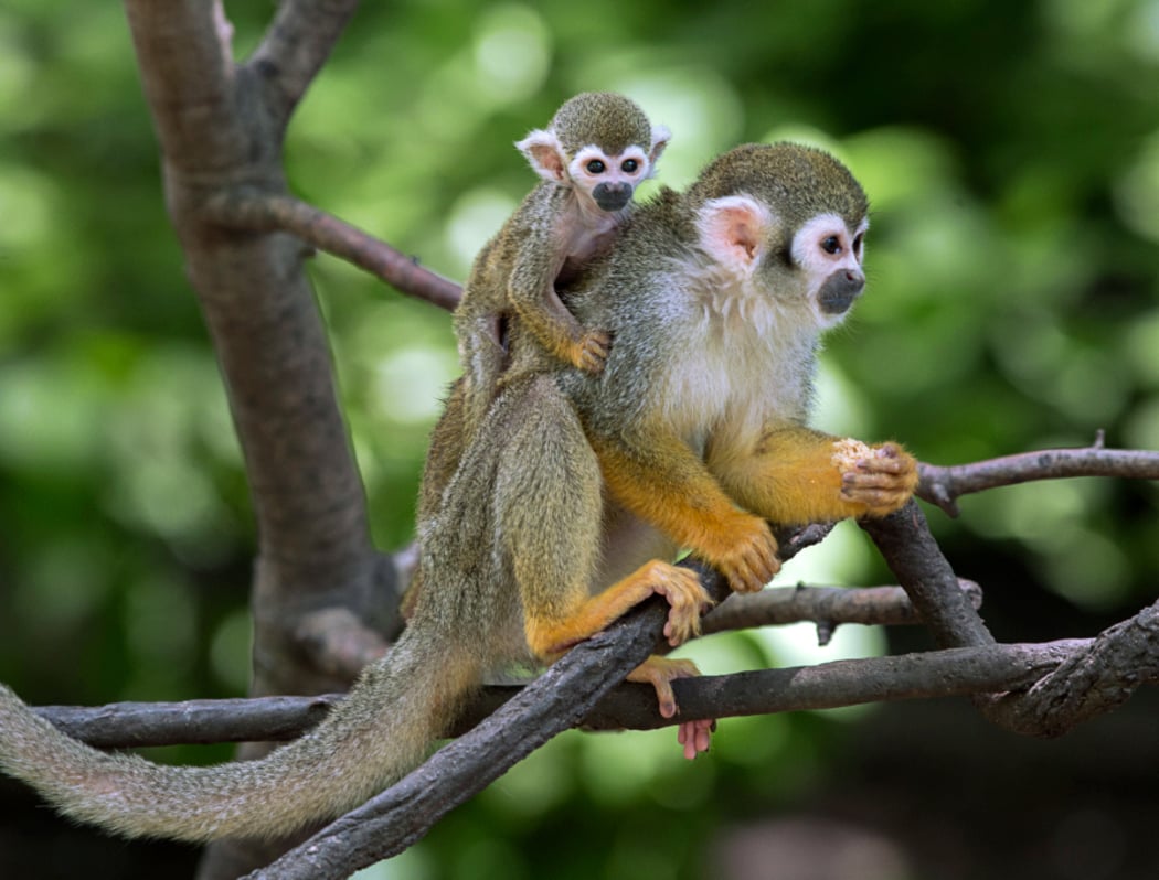 Bronx Zoo 3