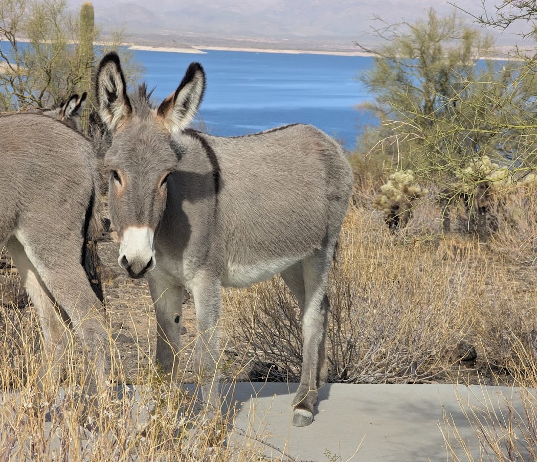 Lake Pleasant Regional Park 3