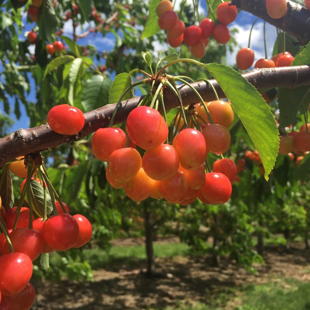 Samascott Orchards 2