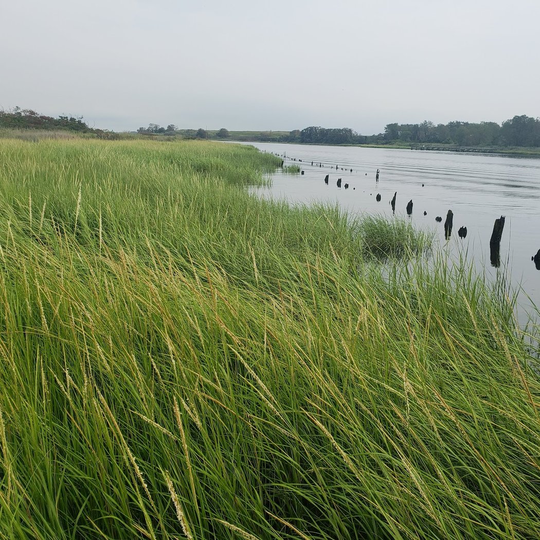 Jamaica Bay Cleanup 1