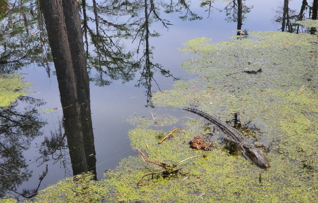 Cypress Gardens 2