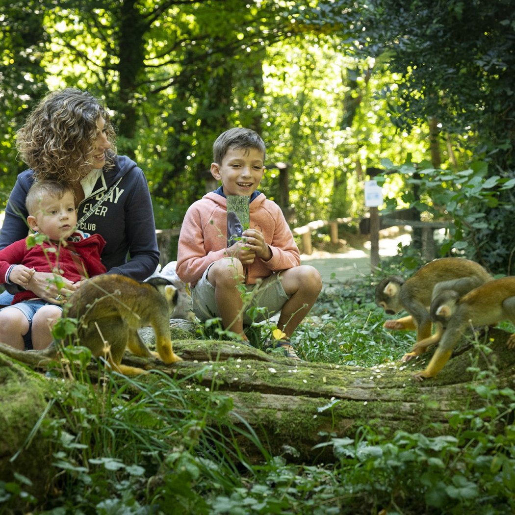 La Vallée Des Singes 5