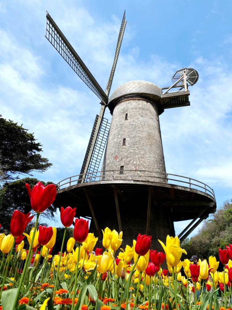 Dutch Windmill 1