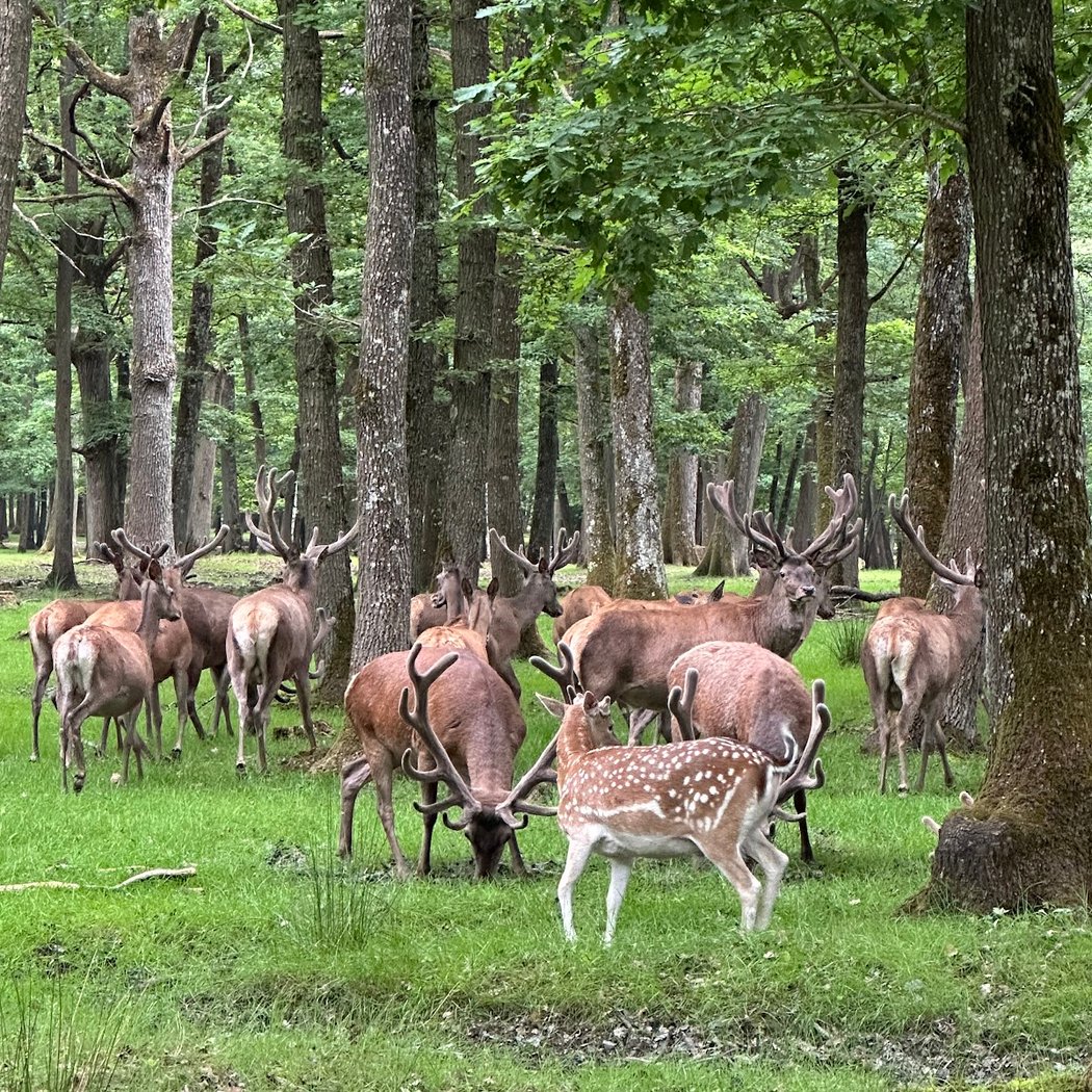 Parade amoureuse du cerf - le brame 2