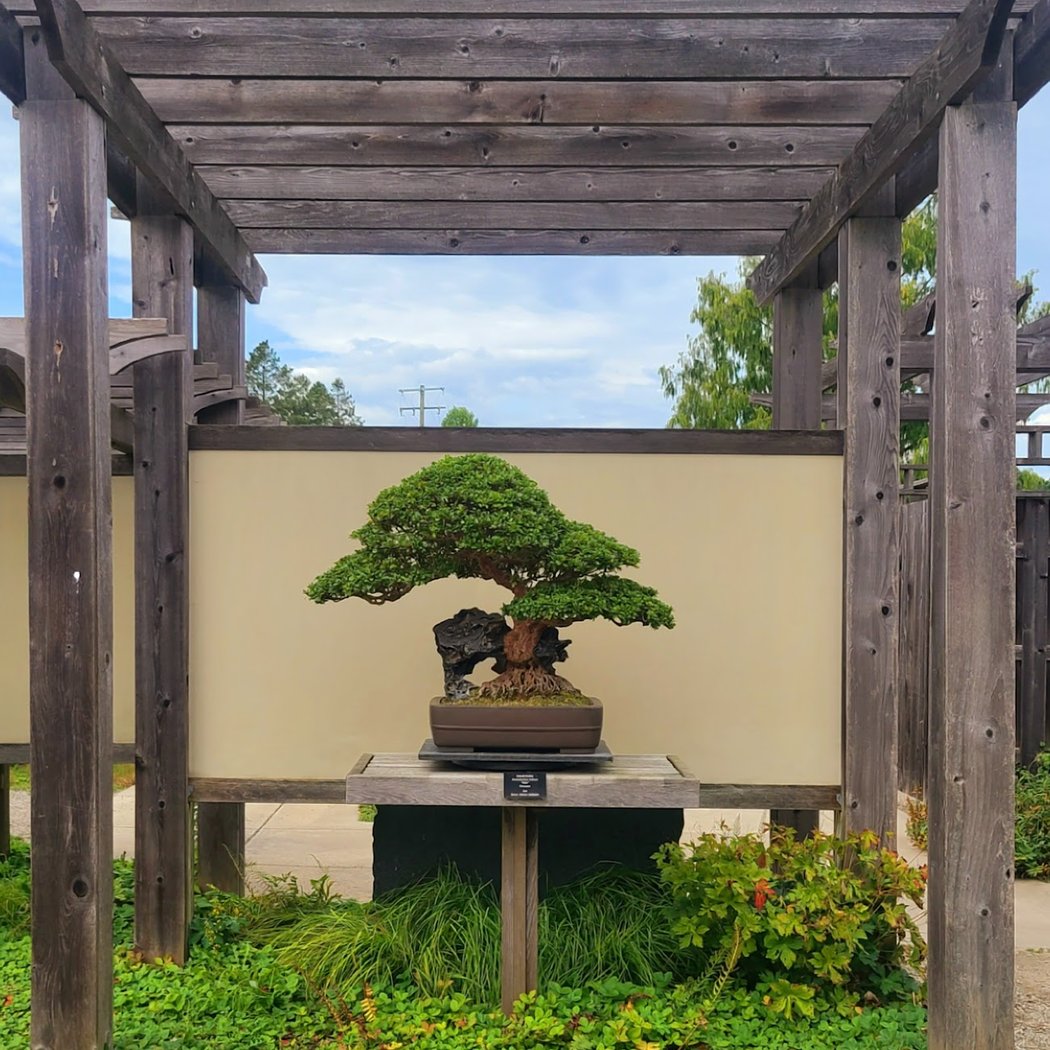 Bonsai Garden
