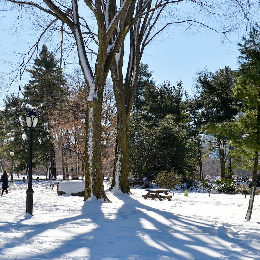 Winter Forest Walk 2