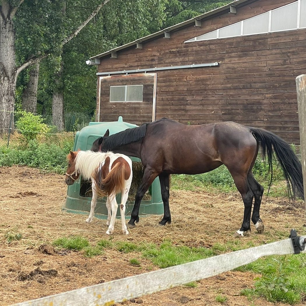 CLUB HIPPIQUE SOUILLAGAIS 2