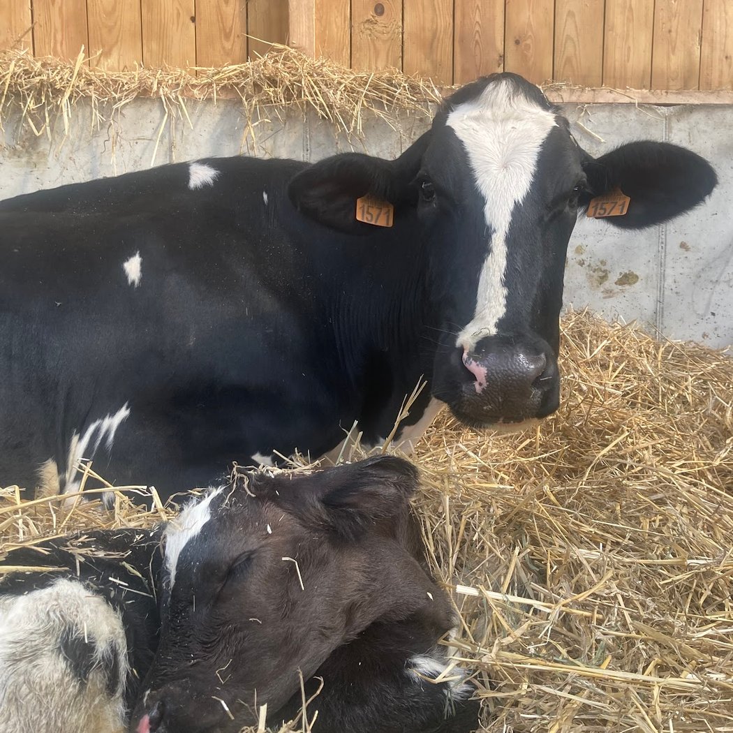 Ferme Goetz 1
