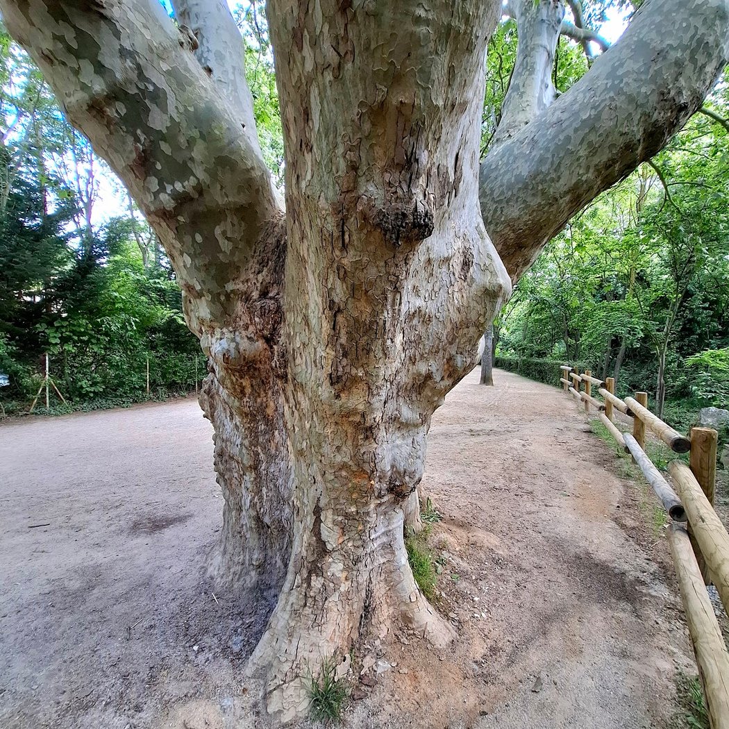 Remarkable tree 2