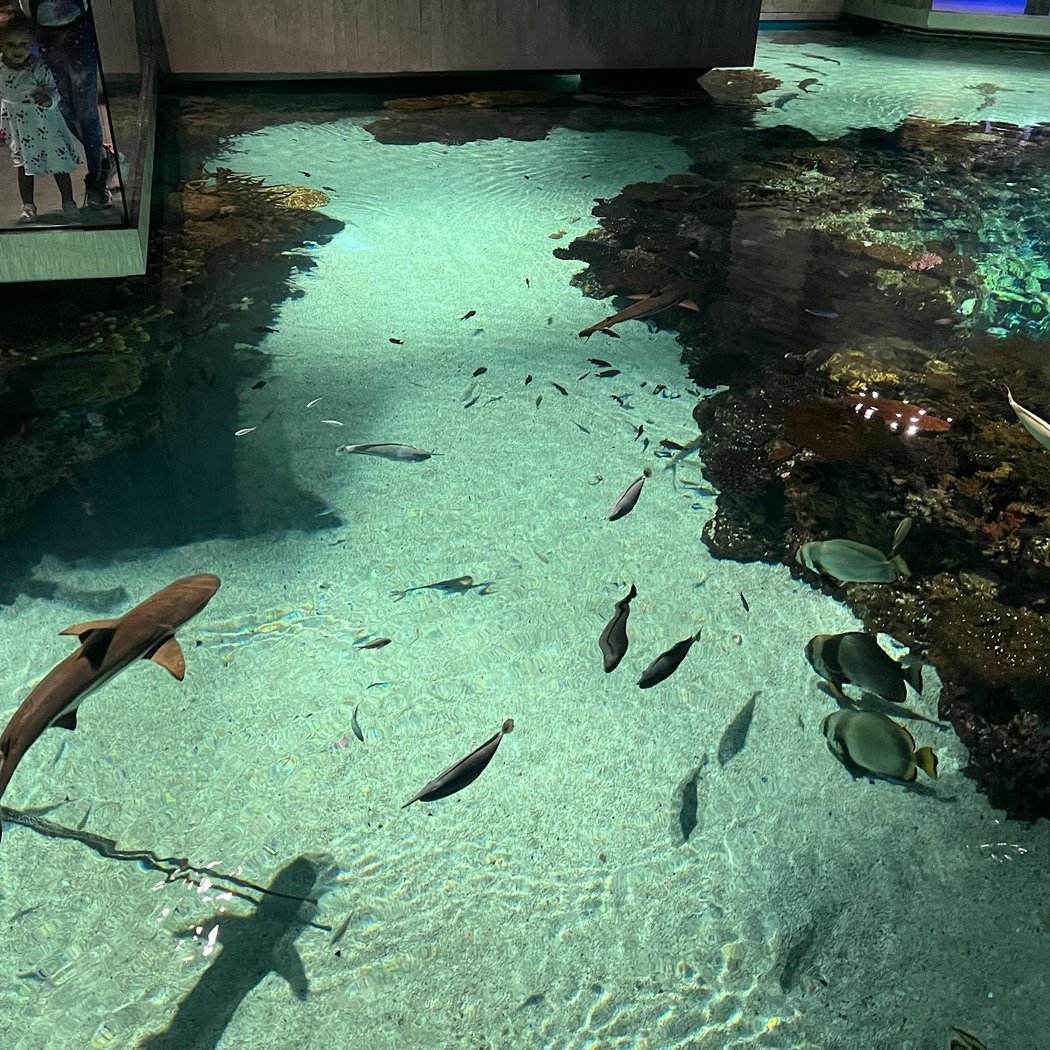 Shark Behind-the-Scenes Tour 2