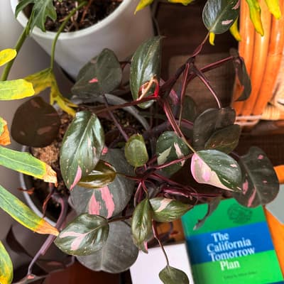 Oakland Garden Club: The Botany of Houseplants 1