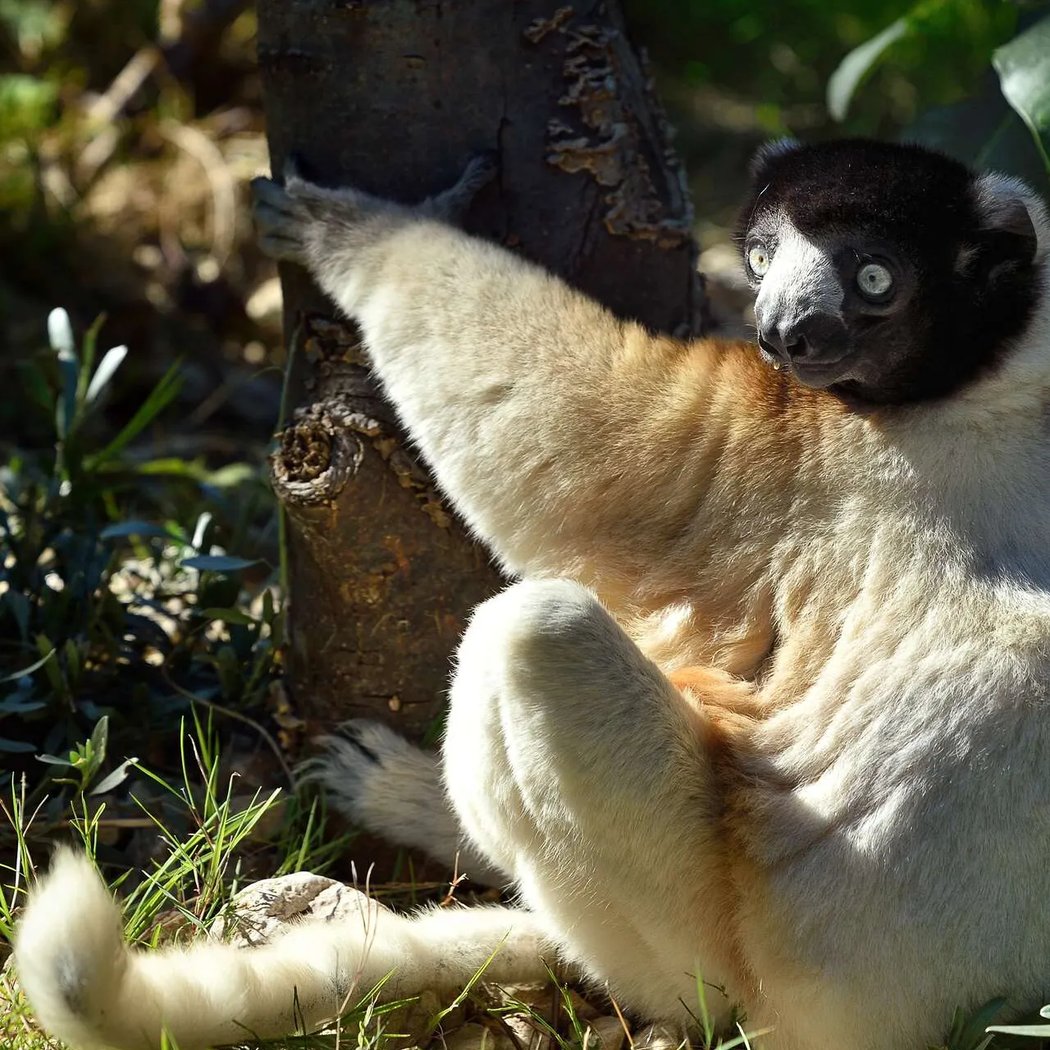 Apprenti soigneur : lémuriens de Madagascar 1