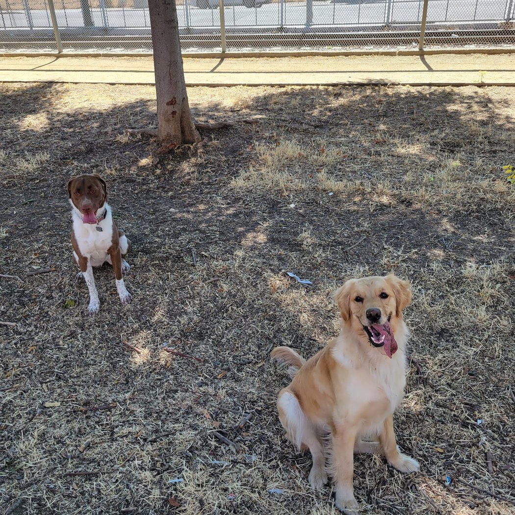Discovery Dog Park 3