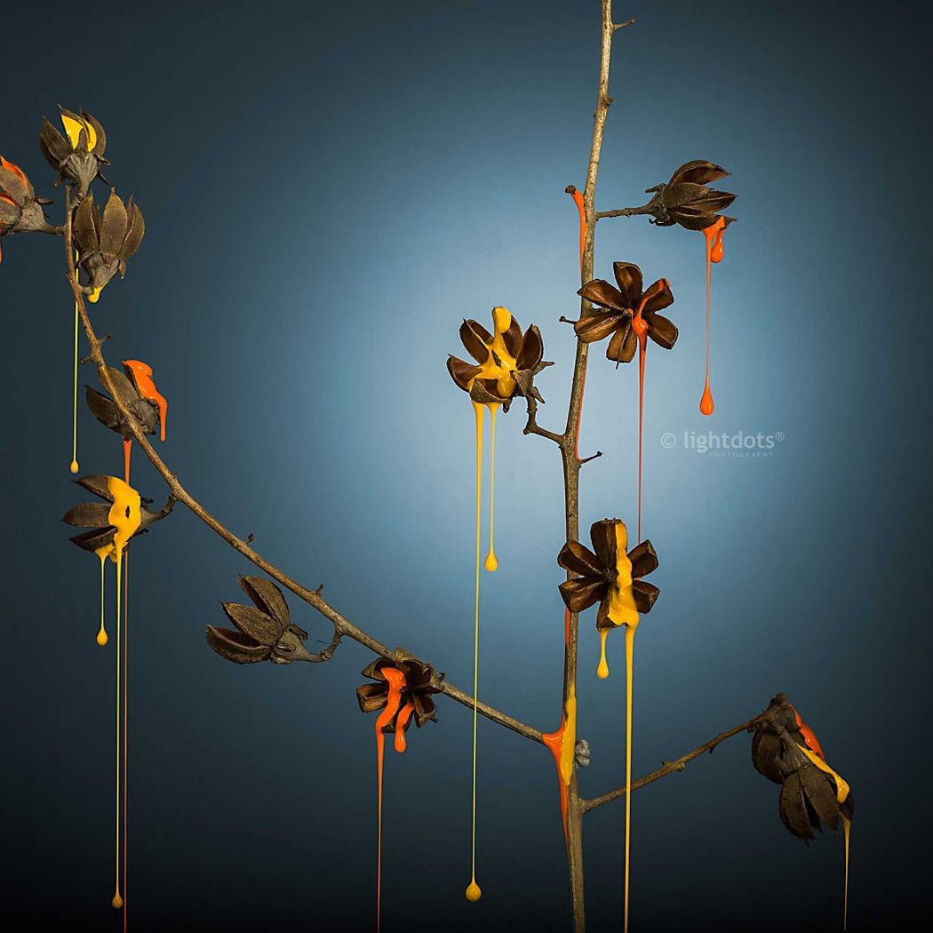 Lightdots Photography 2