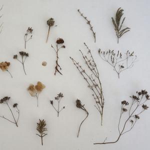 Atelier de blind test sur les plantes aromatiques 1
