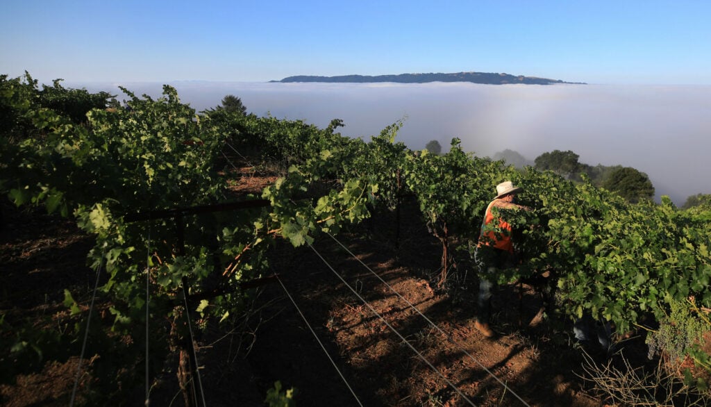 Montecillo vineyard 1