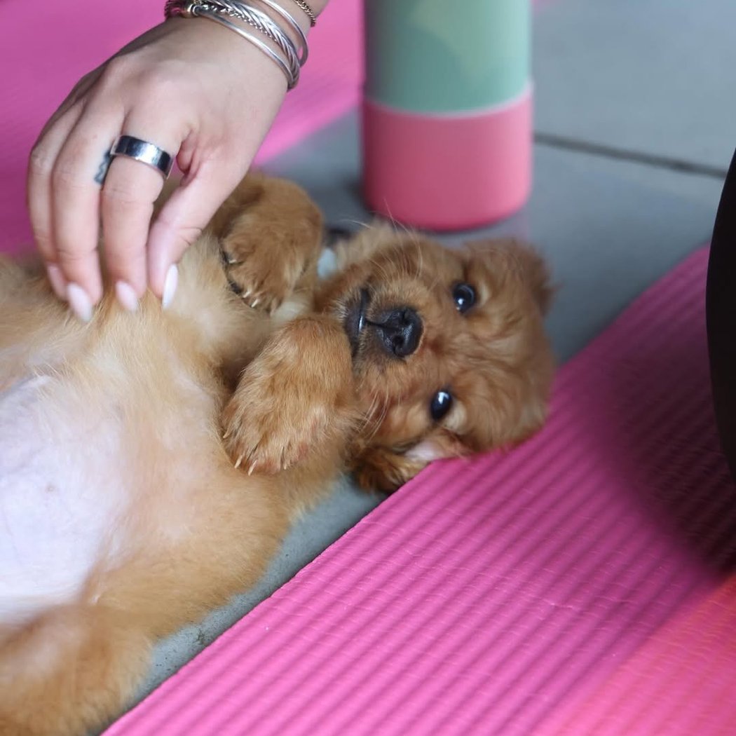 Golden Retrievers Puppy Yoga 3