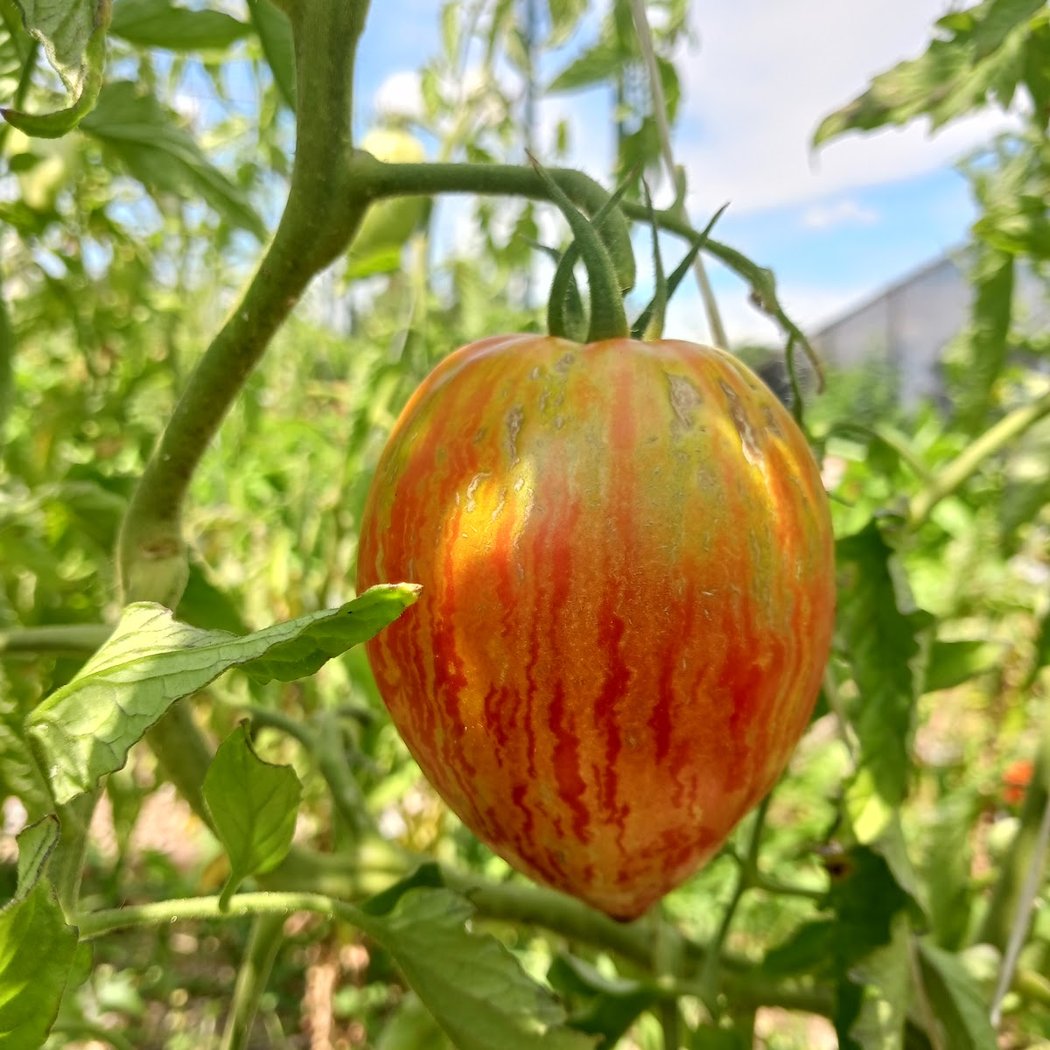 Randall's Island Urban Farm 1