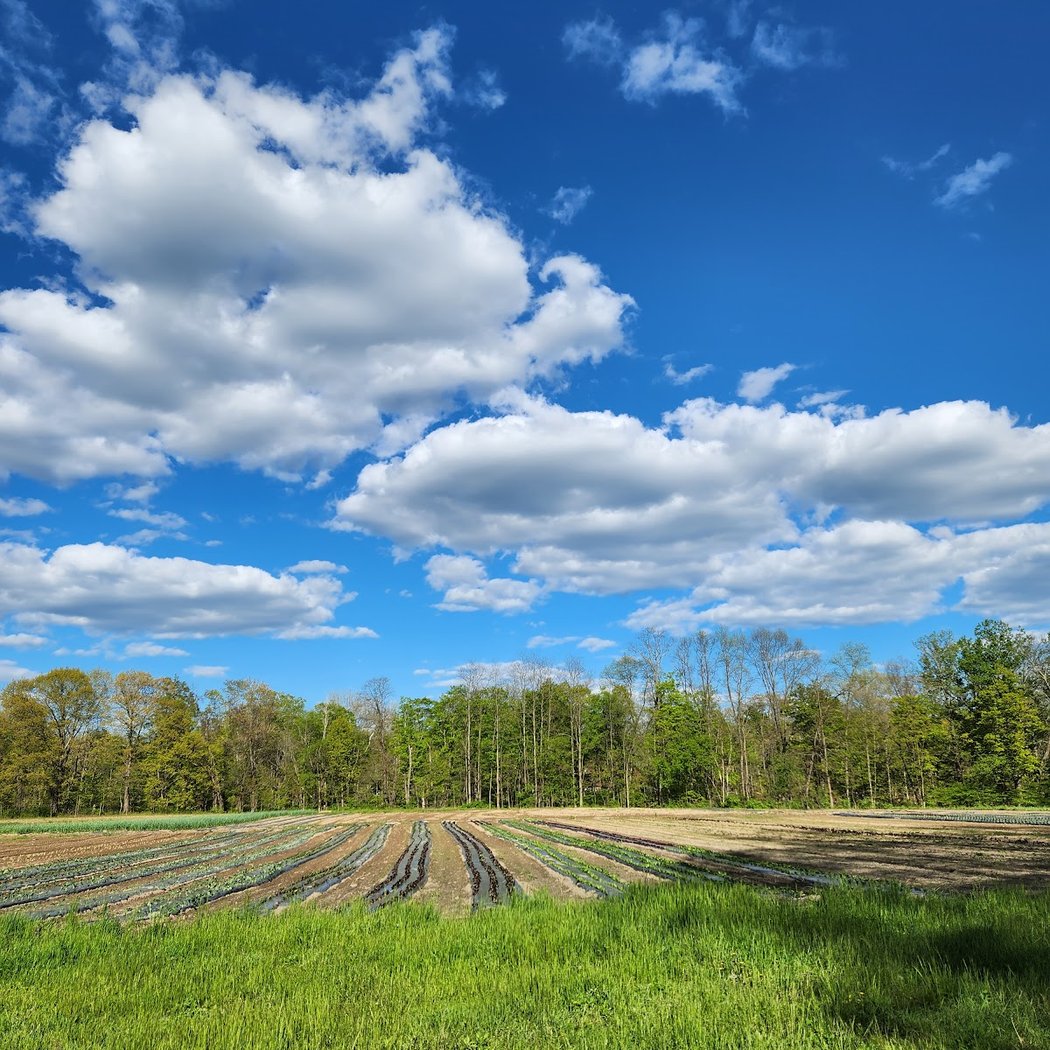 Back Home Farm 1