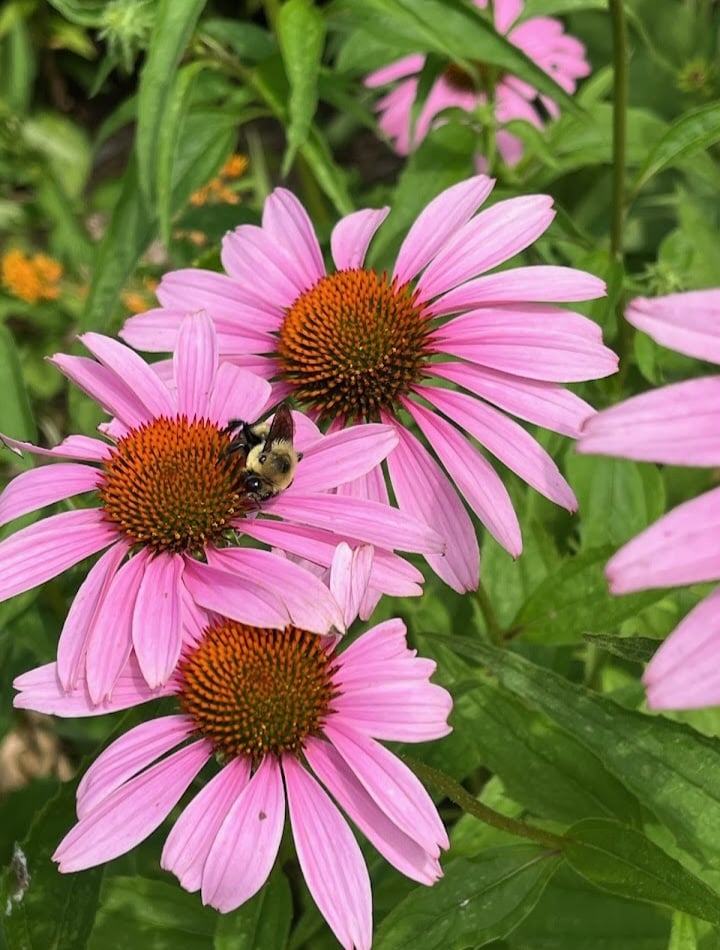 Queens Botanical Garden’s Kids Programs 1