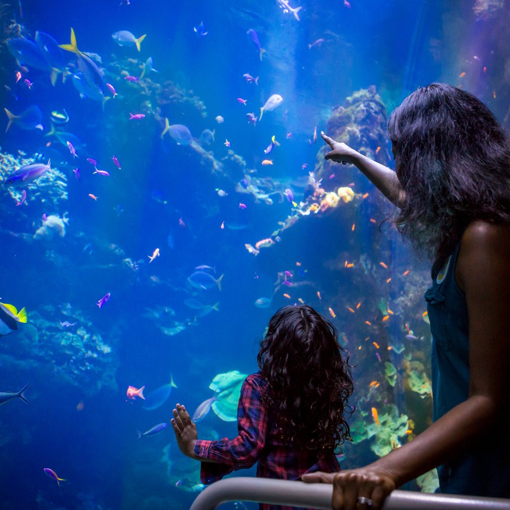 Steinhart Aquarium 1