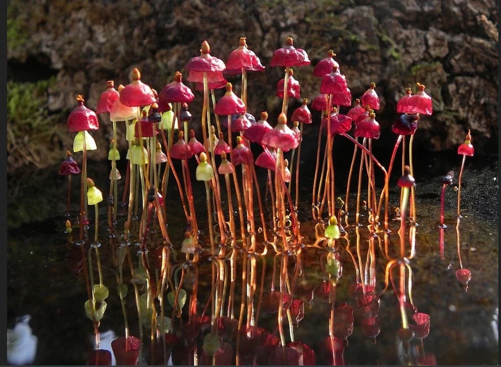 Mosses and Ferns — An Exhibition for All the Senses