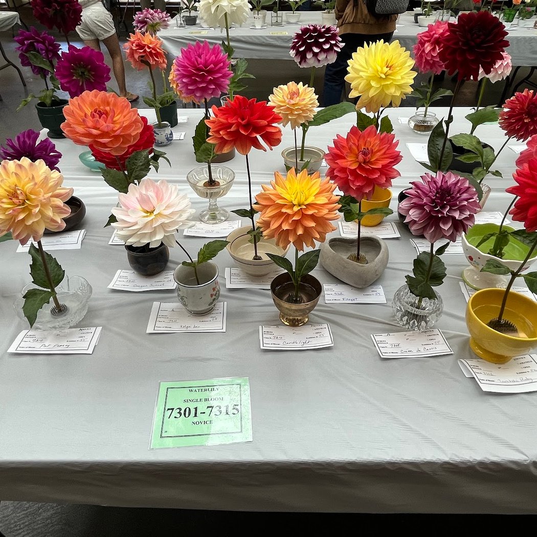 Annual Dahlia Show