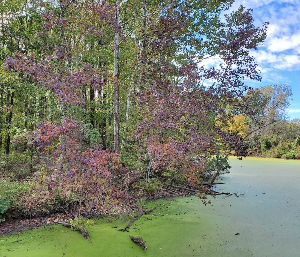 Howell Wetlands 2
