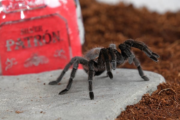 Tacos, Tequila and Tarantulas 1