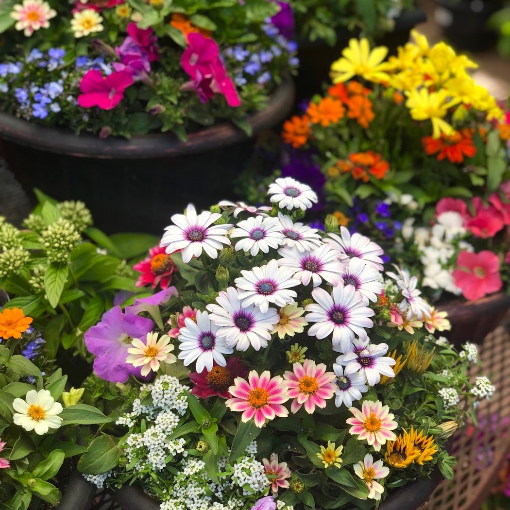 Orchard Nursery 1