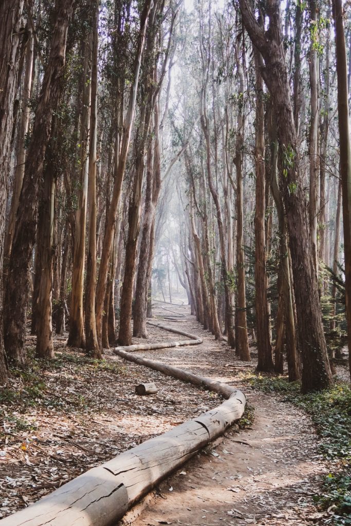 Lovers’ Lane at the Presidio 1
