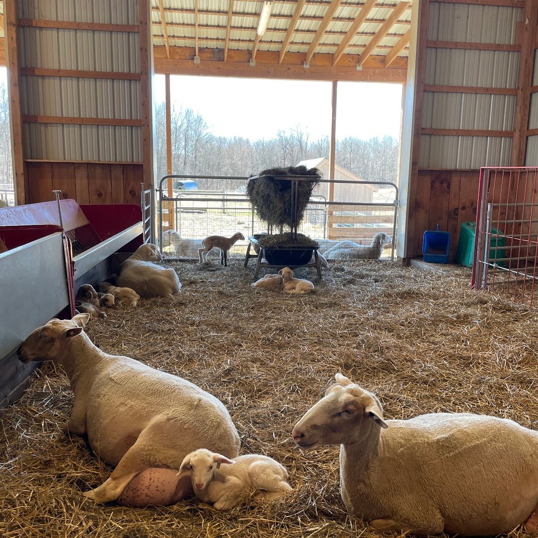 Willow Pond Sheep Farm 3